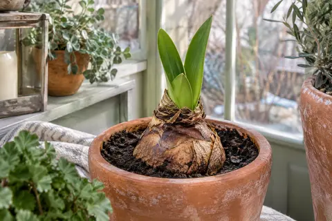 Bulbe d’amaryllis Benfica à tunique brune, présenté avec du terreau dans un pot en terre cuite