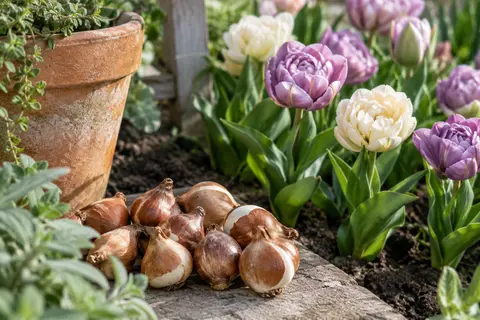 Bulbes de tulipes près d’un pot en terre cuite, avec des fleurs doubles lilas et crème au jardin