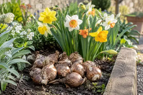 Bulbes bruns de narcisses en mélange près de fleurs jaunes et blanches dans un jardin de printemps