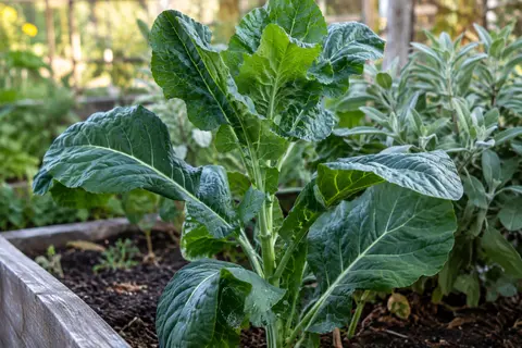 Chou galega aux grandes feuilles vert foncé cultivé en plein air dans un potager ensoleillé