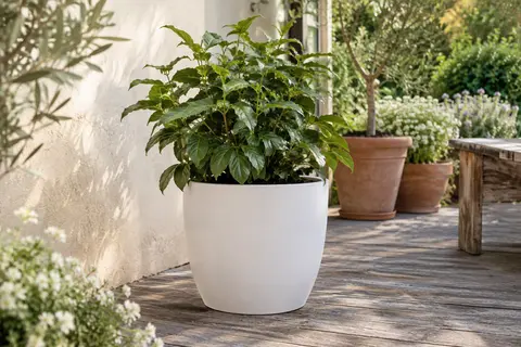 Pot rond Lechuza blanc mat avec une plante verte, posé sur une terrasse de jardin lumineuse.