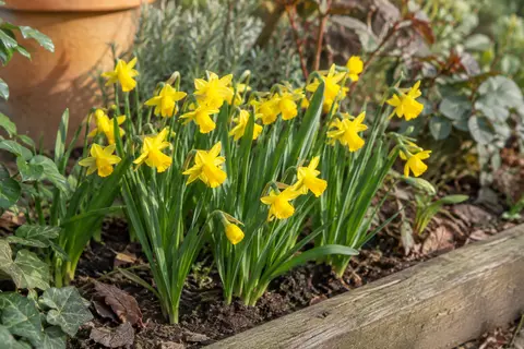 Narcisses Tête-à-Tête jaunes en fleurs au printemps, plantés en groupe dans une bordure de jardin