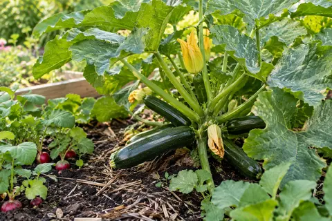 Pied de courgette aux fruits vert foncé dans un potager ensoleillé, avec terre paillée et radis voisins.